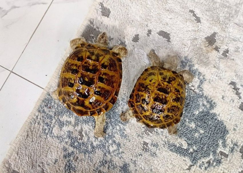 Toshbaqa sotiladi!(Продается черепашки!)