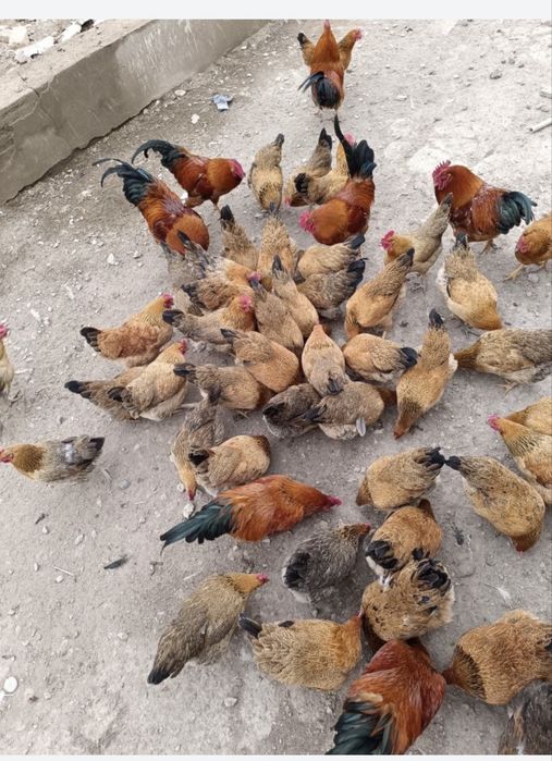 Инкубационные яйца Кур породы Кучинский. Цена за 1 единицу 200 тг