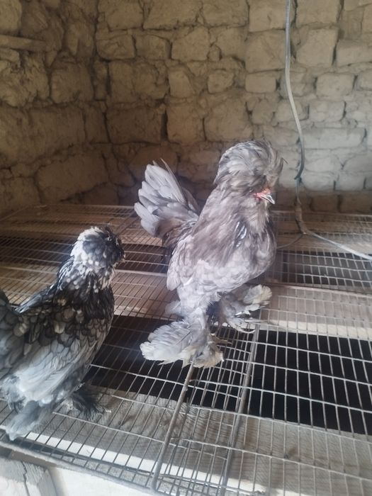 Султанк тауык кораз сатылады