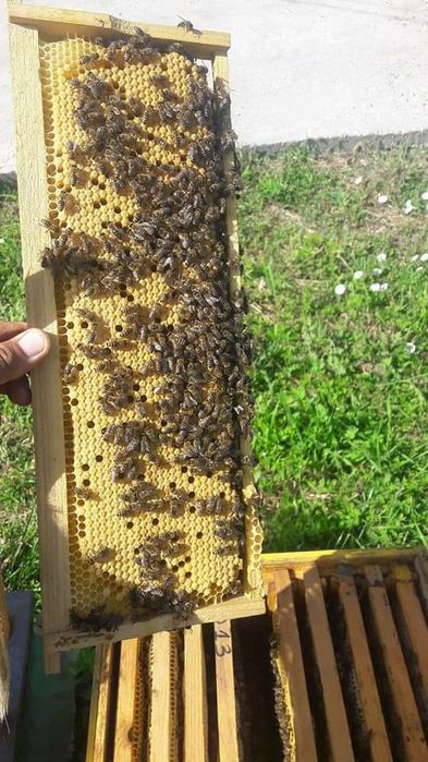 Matci de vanzare sezonul 2025!