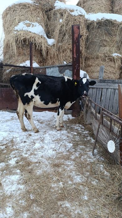 Голштин сиыр сатам