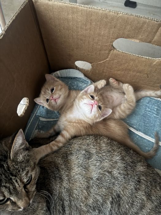 Отдам котят в добрые руки