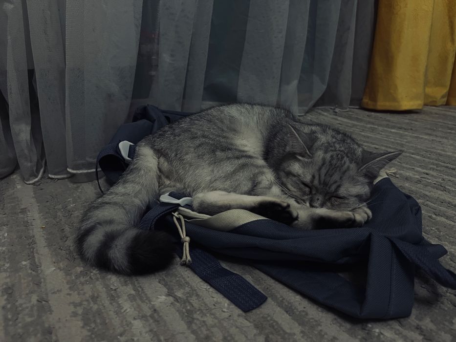 Мысық британский 7 айлық