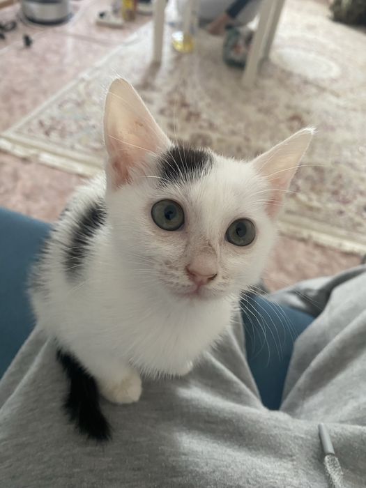 отдам котенка на добрые руки