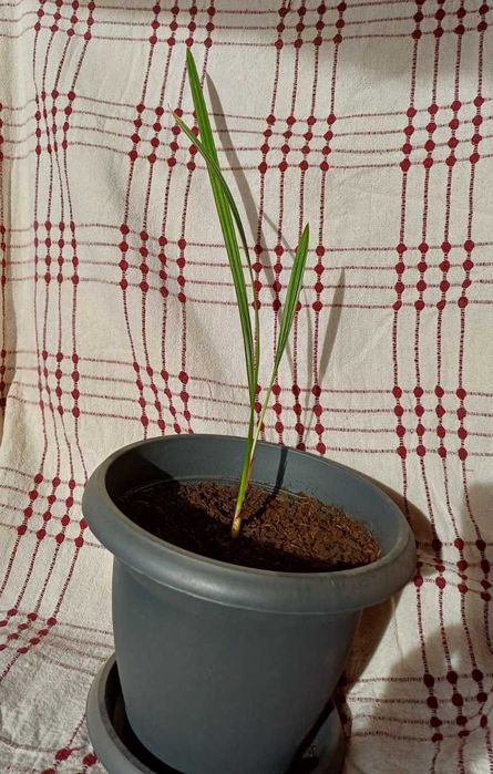 Продавам финикови палми на 2,5 г.