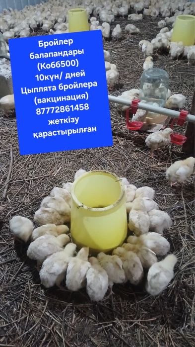 Продам цыплят бройлера