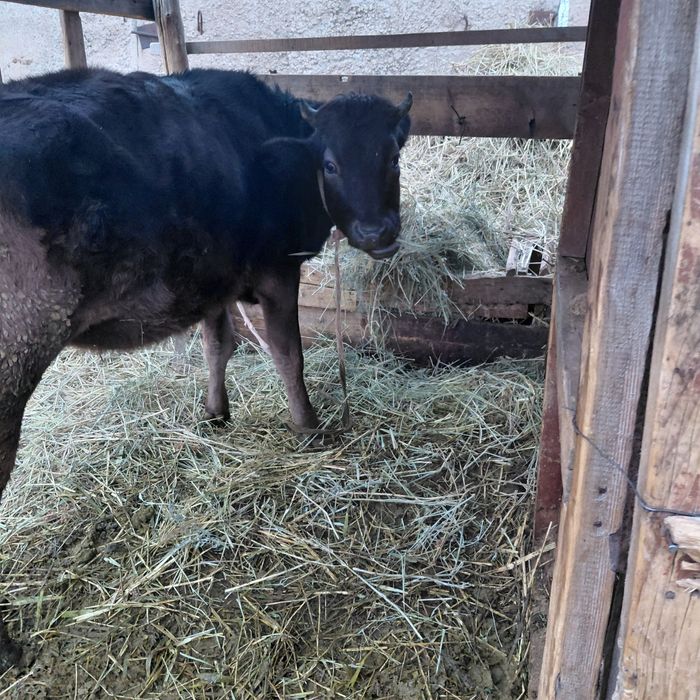 Не стельная тёлка