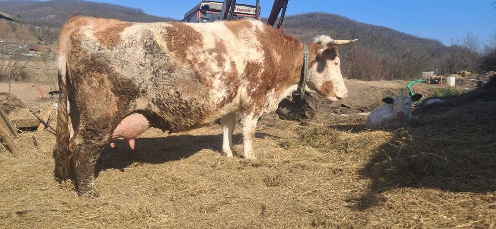 Vacă cu vitel belgian mascul