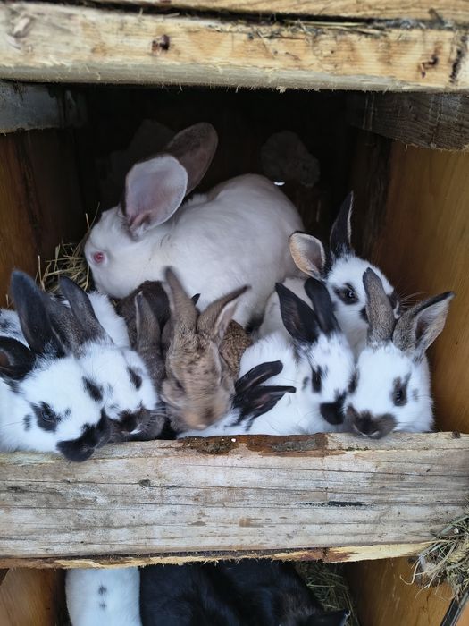 Vând iepuraș de două luni