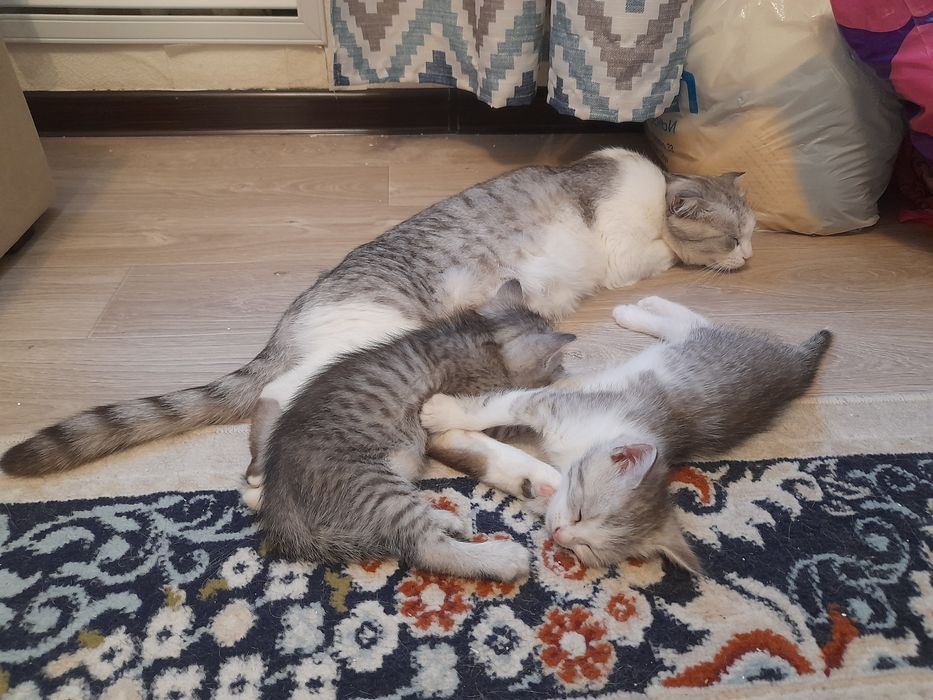 Котята бесплатно