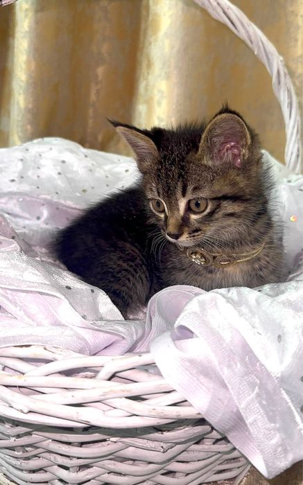 Кошка 2 месячная девочка продам за 150тыс сами заберете