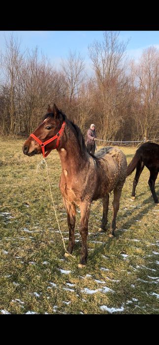 Mânză în vârstă de 4 luni