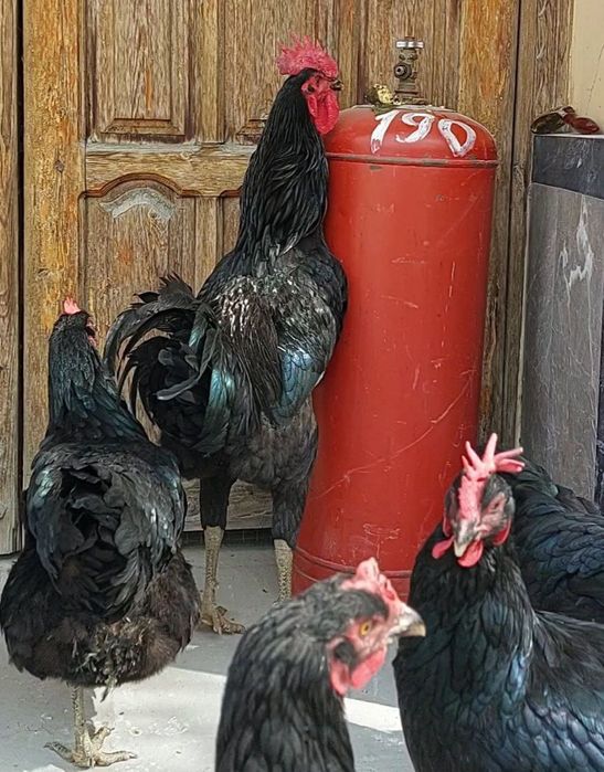 Gigant qora shahzoda sotiladi 12 oyli