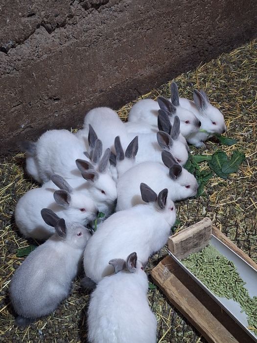 Кролчата Калифорния