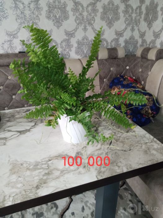 Продаются цветы комнатные то