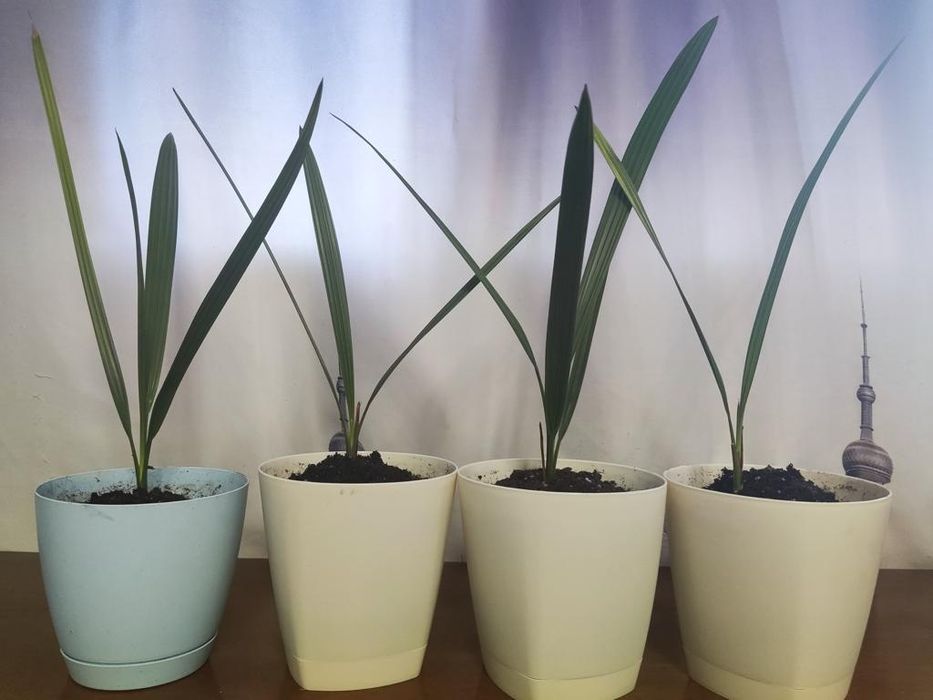 Финиковая пальма