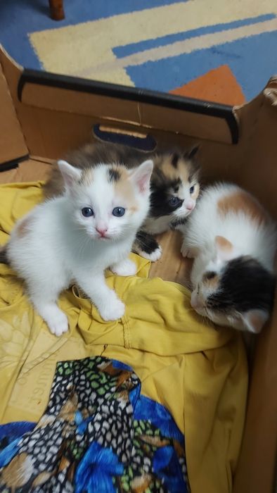 Животные  для дома