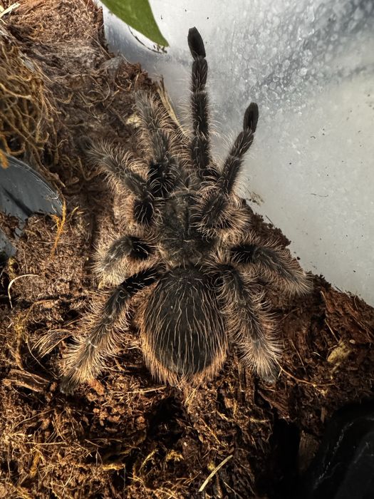 Tarantula Albopilosum