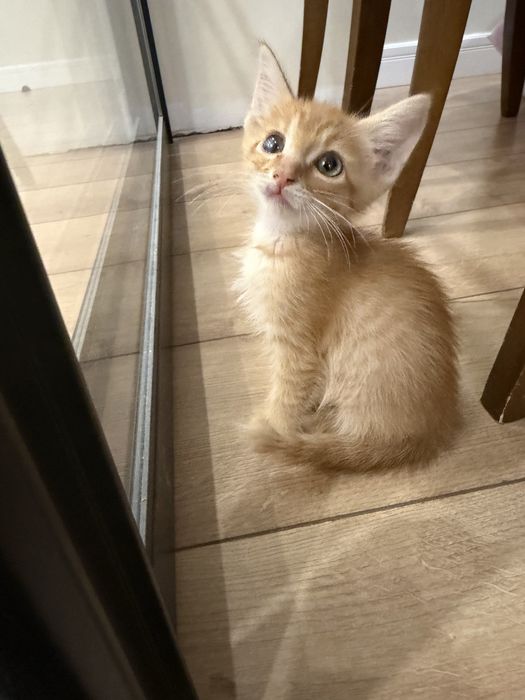 Котенок домашний