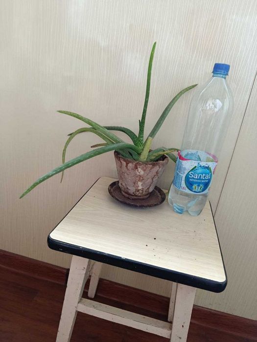 лечебное растение алоэ