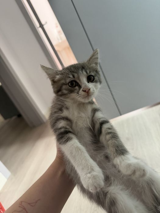 Котенок в хорошие руки