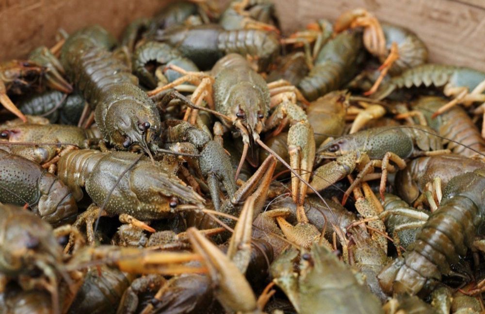 Раки Раки варёные