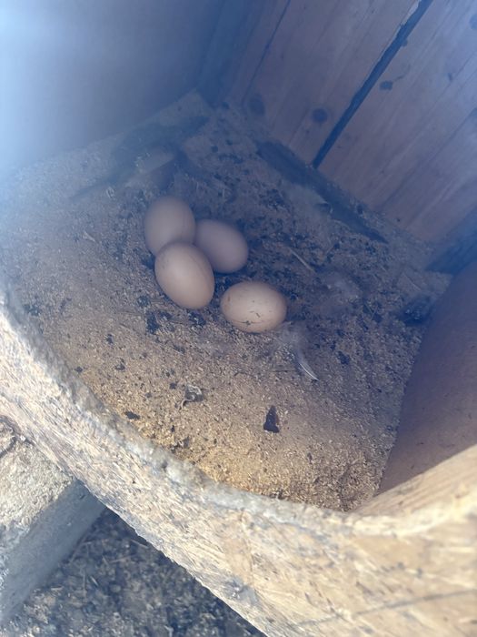 Продам курей домашние