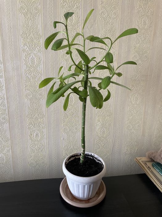 Продам цветок домашний.