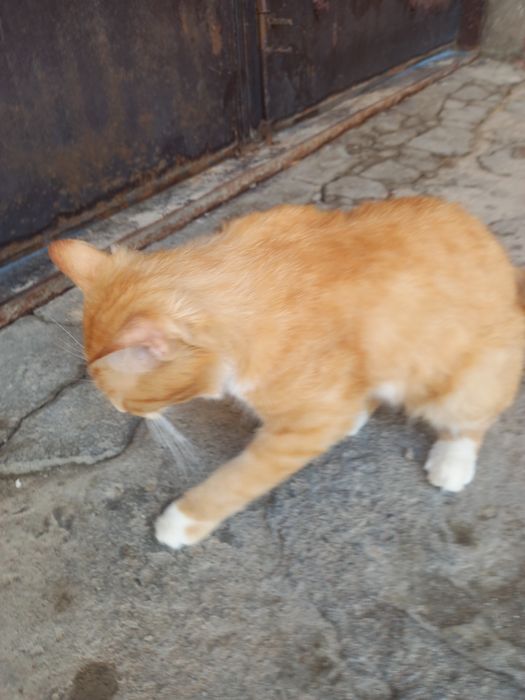 Kimga zottor mushuk kerak busa aloqaga chiqamiz