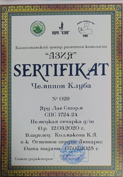 Немецкие овчарки