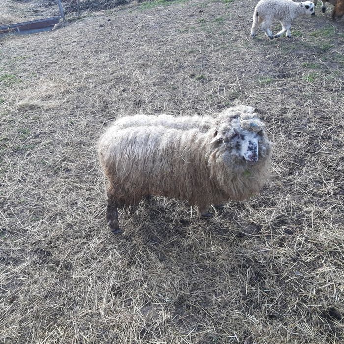 Doi carlan pentru tinut