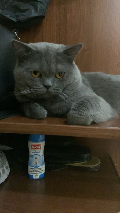 Кота забрали , продано