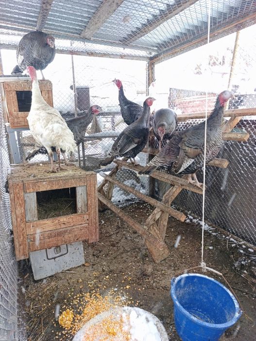 Индюк индюки индюки