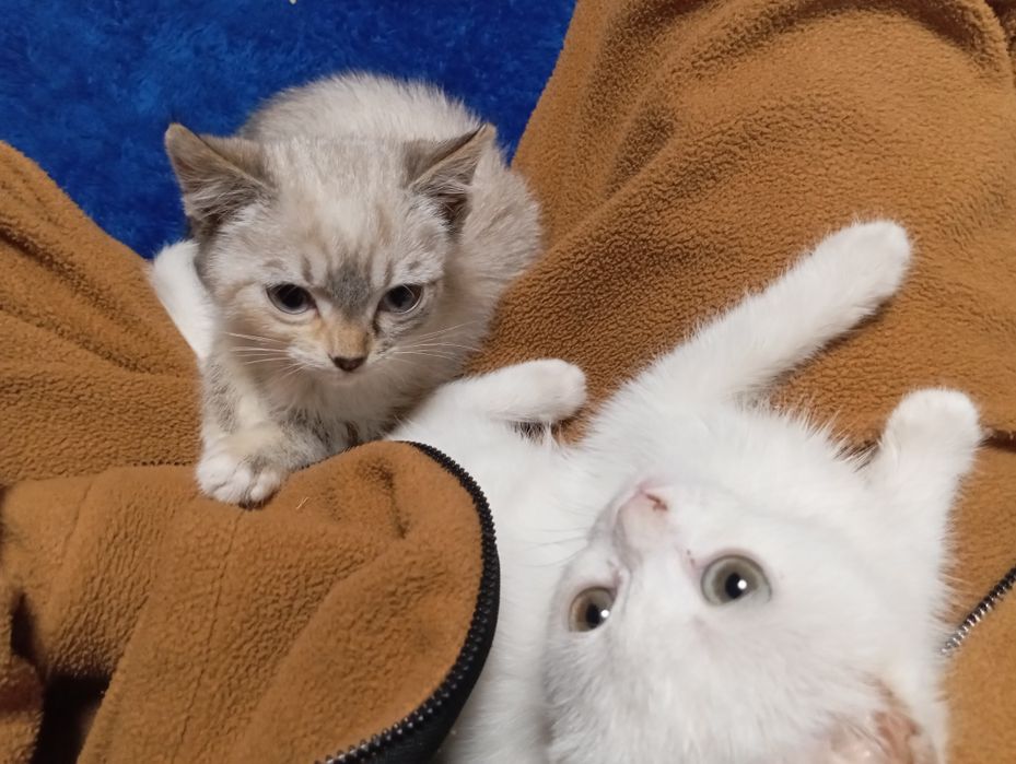 Sex Demons vs. Fallen tomosha qiling