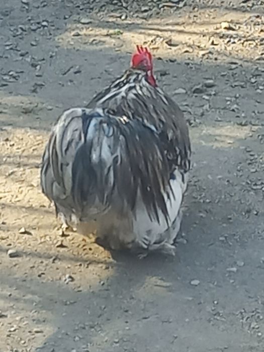 Vand un cocos  de chochina  pitici