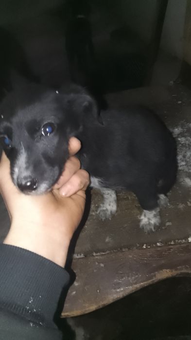 Отдам щенят русский спаниель