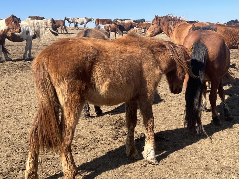 Продам 2 годовалого коня