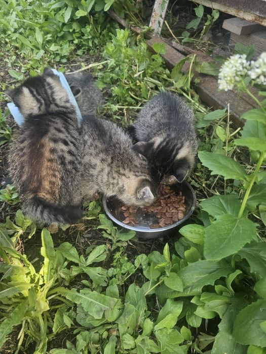 Котята от родителей крыселовов