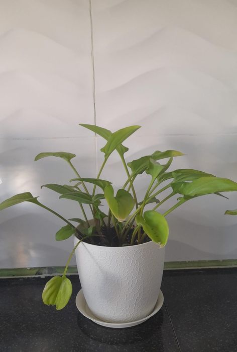 Үй гүлдері сатылады