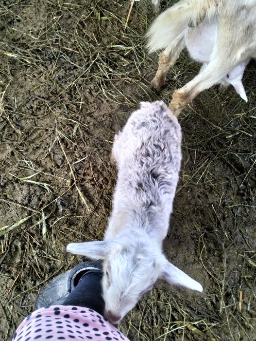 Теке лақтар бар 2шт