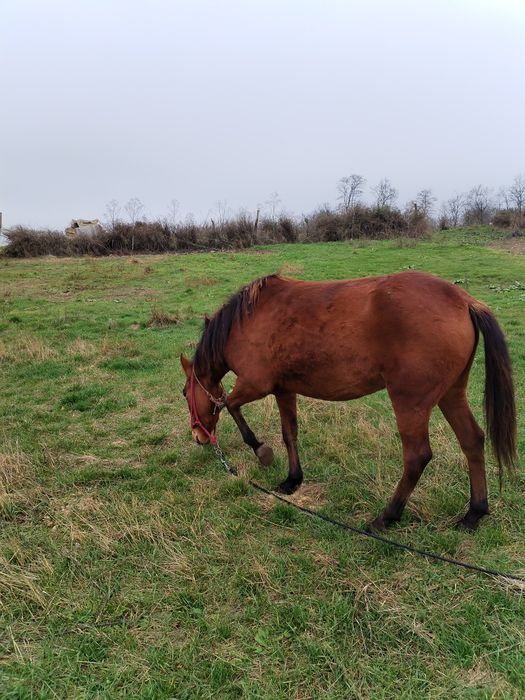 Vând mânză, vârstă 2 ani jumate