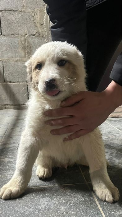 Продажа щенки Алабай САО