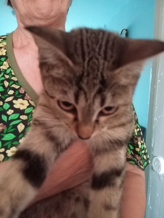 Отдам даром котят