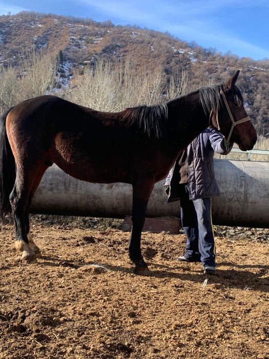 Жеребец 3 года продаю
