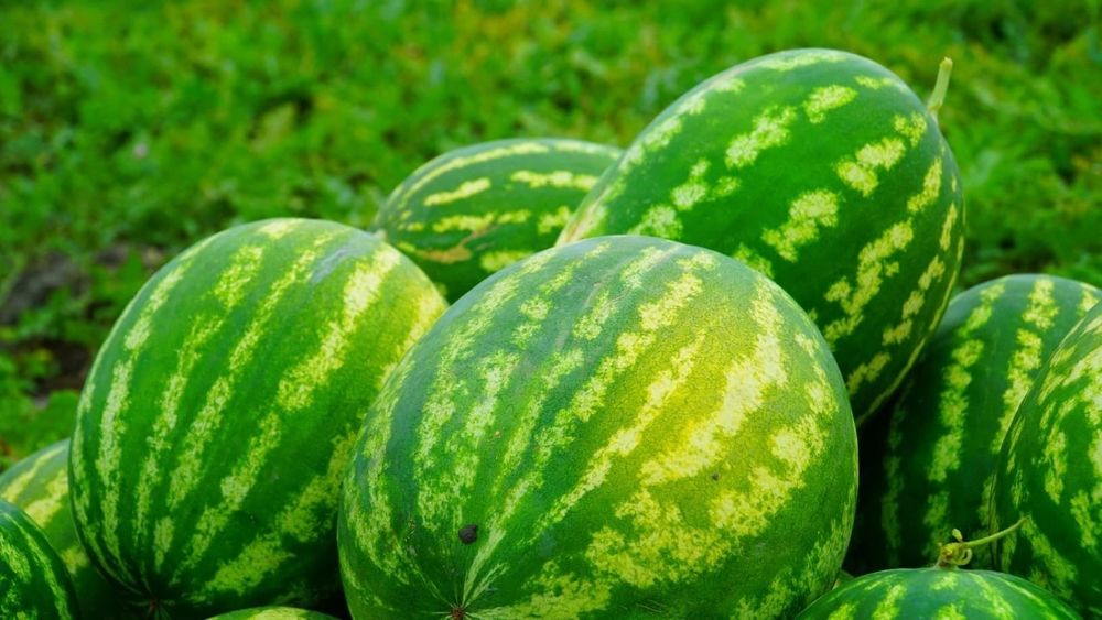 Продам арбуз с поля