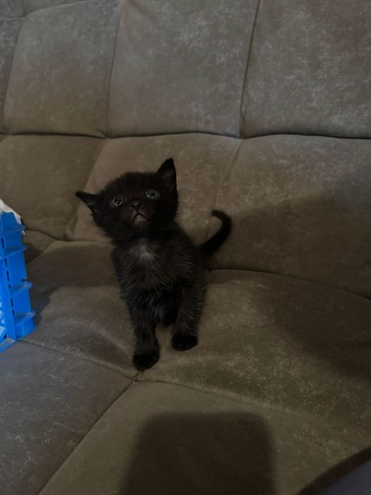 Ищем дом для котят