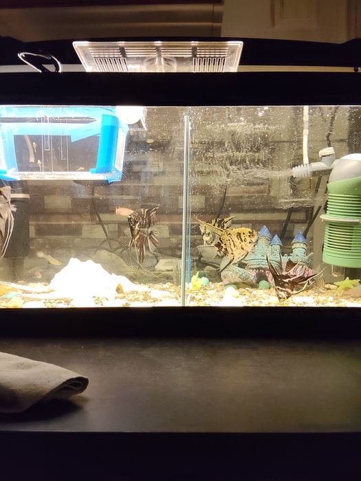 acvariu pesti pietris