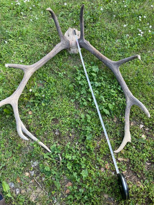 Рога от елен лопатар