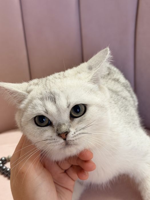 Котята серебро шиншилла