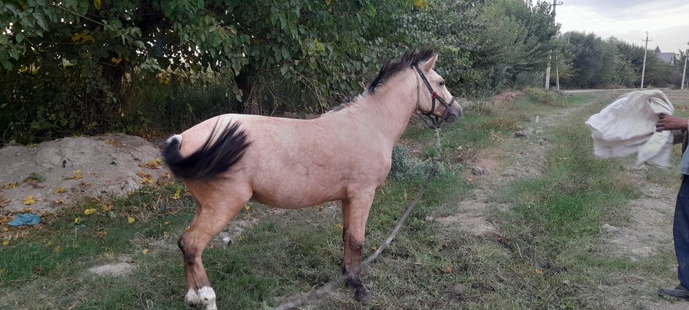 Саман зоттор 2,5 ёшда